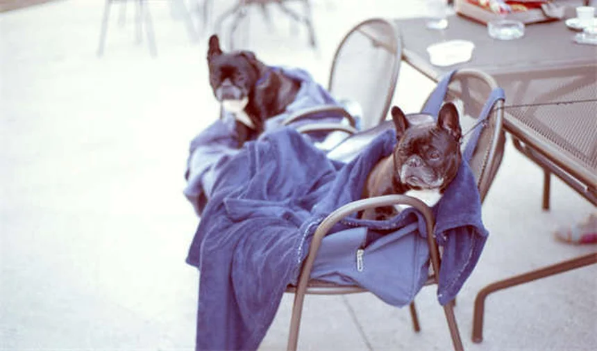 Infección ocular en hámsters: síntomas, causas y tratamiento efectivo