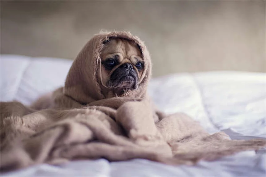 ¿Por qué los perros comen hierba? Descubre las sorprendentes razones