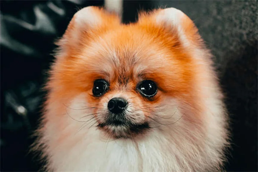¿Por qué los perros comen hierba? Descubre las sorprendentes razones