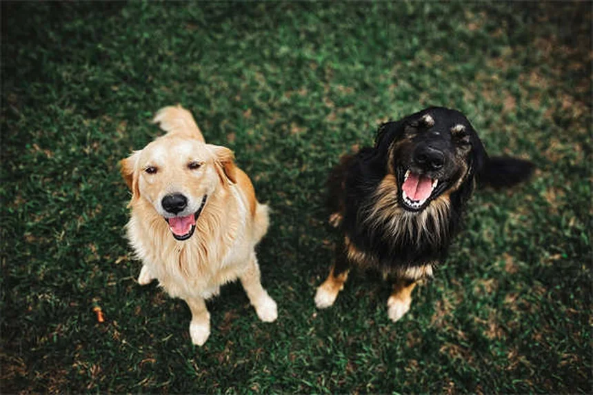 ¿Por qué los perros comen hierba? Descubre las sorprendentes razones