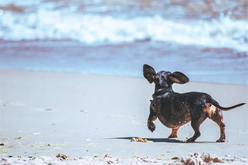 Cómo eliminar pulgas en casa: 5 trucos infalibles para mascotas