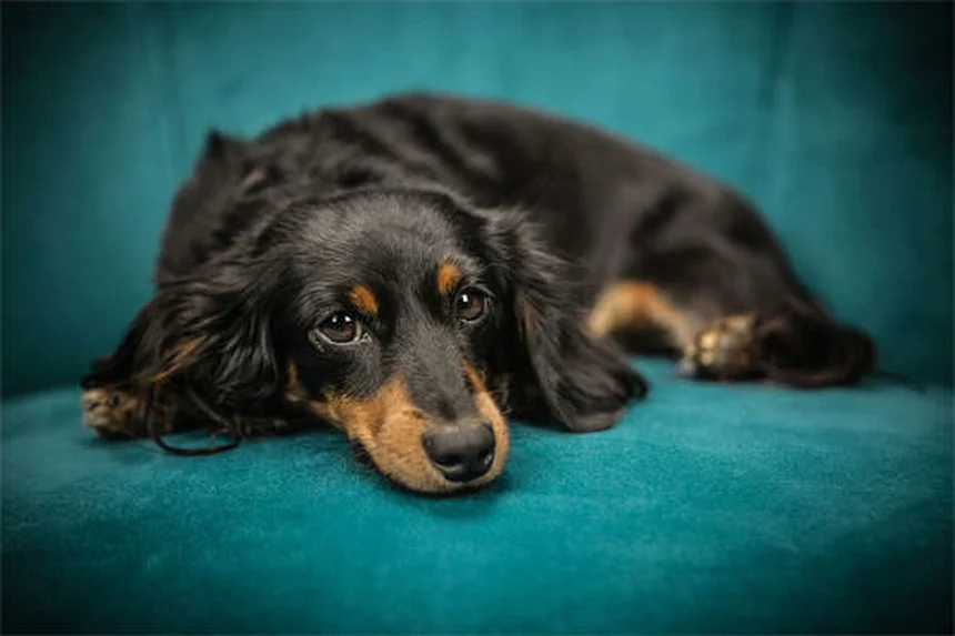 Cómo eliminar pulgas en casa: 5 trucos infalibles para mascotas